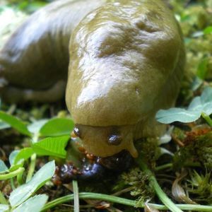 Meet your Posher, Louisa